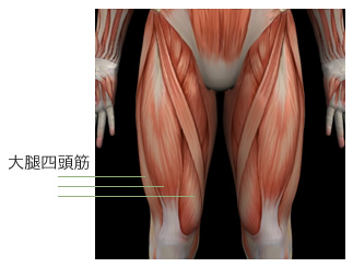  蹴る動作に必要とされる筋肉
