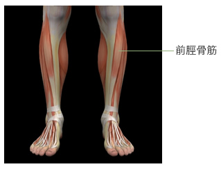 蹴る動作に必要とされる筋肉